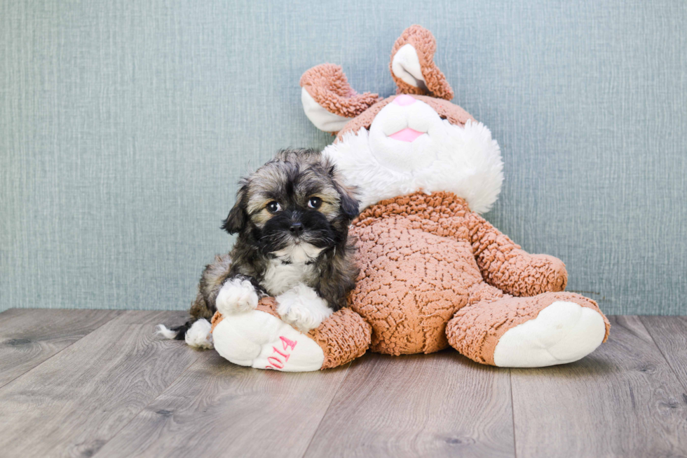 Akc Registered Havanese Baby