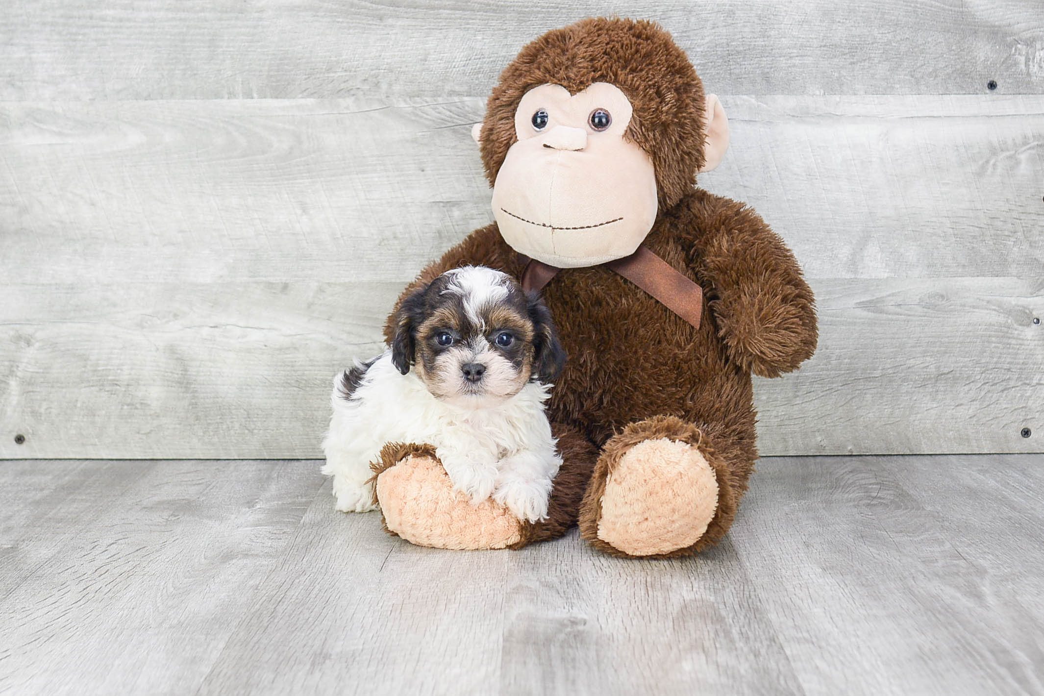 Playful Shitzu Designer Puppy