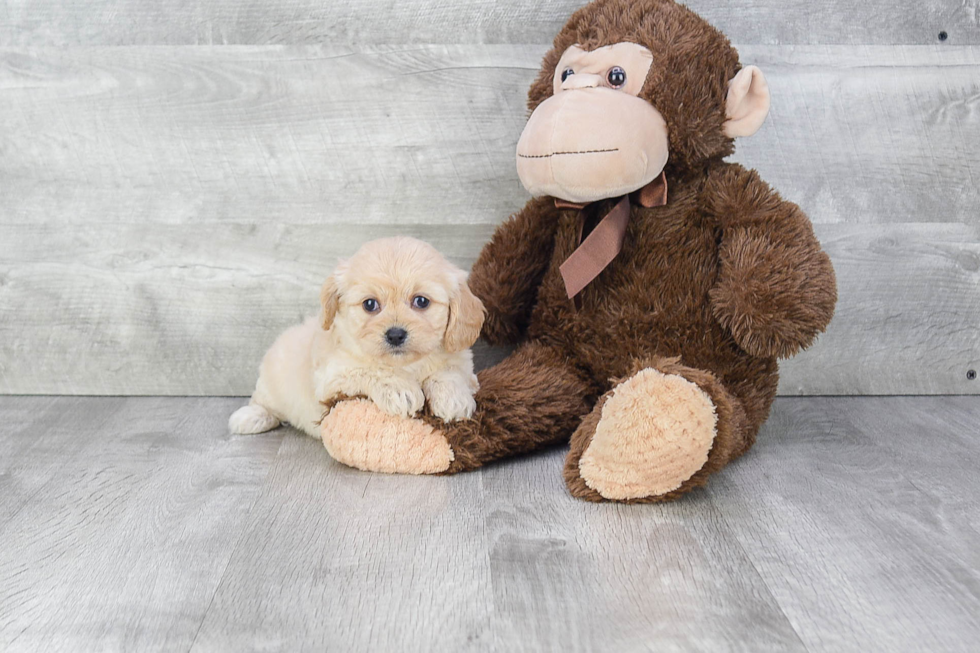 Cavachon Pup Being Cute