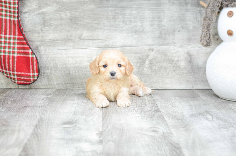 Best Cavachon Baby