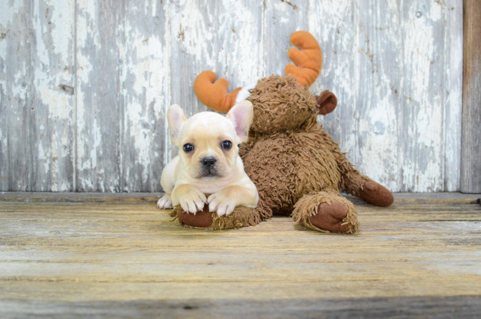 Smart Frenchie Purebred Puppy