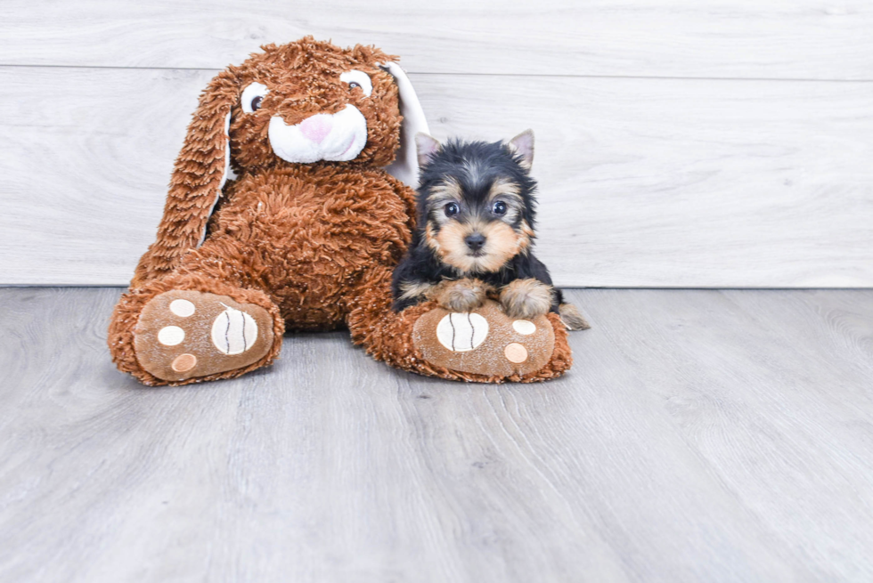 Meet Rascal - our Yorkshire Terrier Puppy Photo 