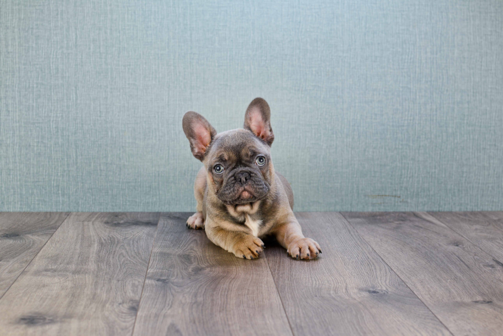 French Bulldog Puppy for Adoption