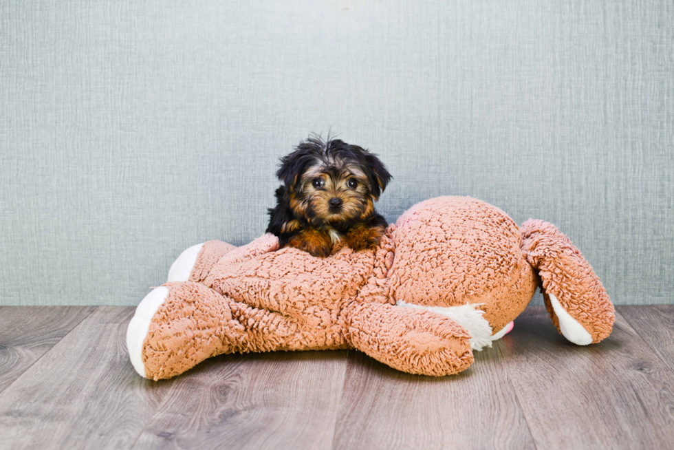 Meet Goldie - our Yorkshire Terrier Puppy Photo 