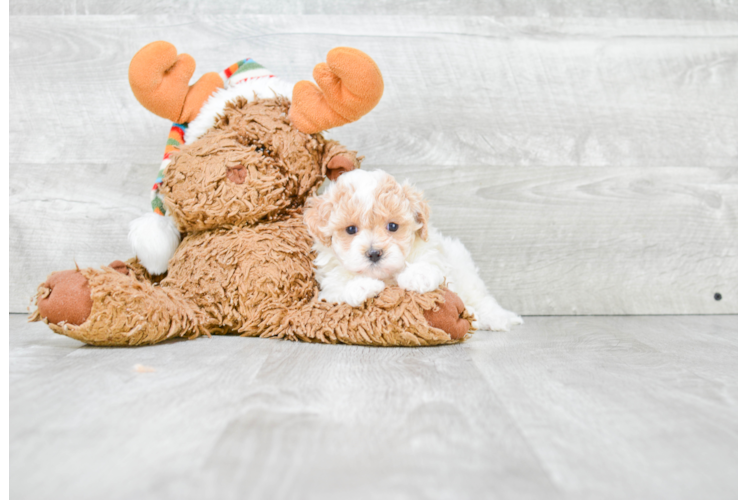 Maltipoo Puppy for Adoption