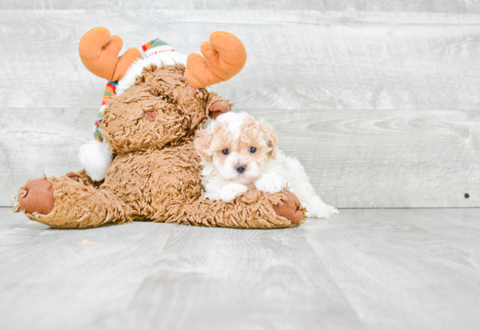 Maltipoo Puppy for Adoption