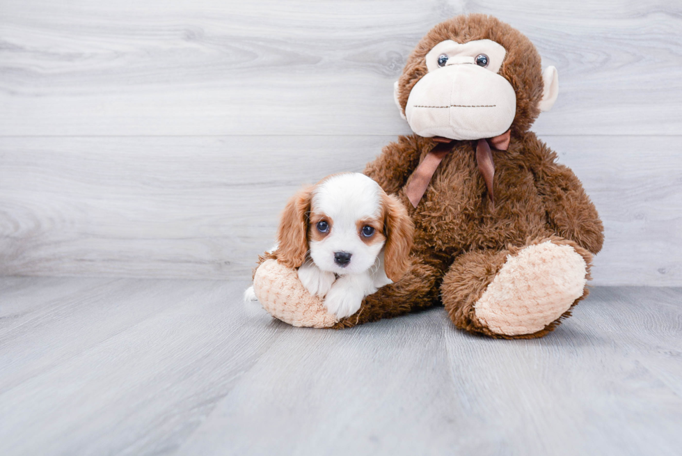 Sweet Cavalier King Charles Spaniel Purebred Puppy