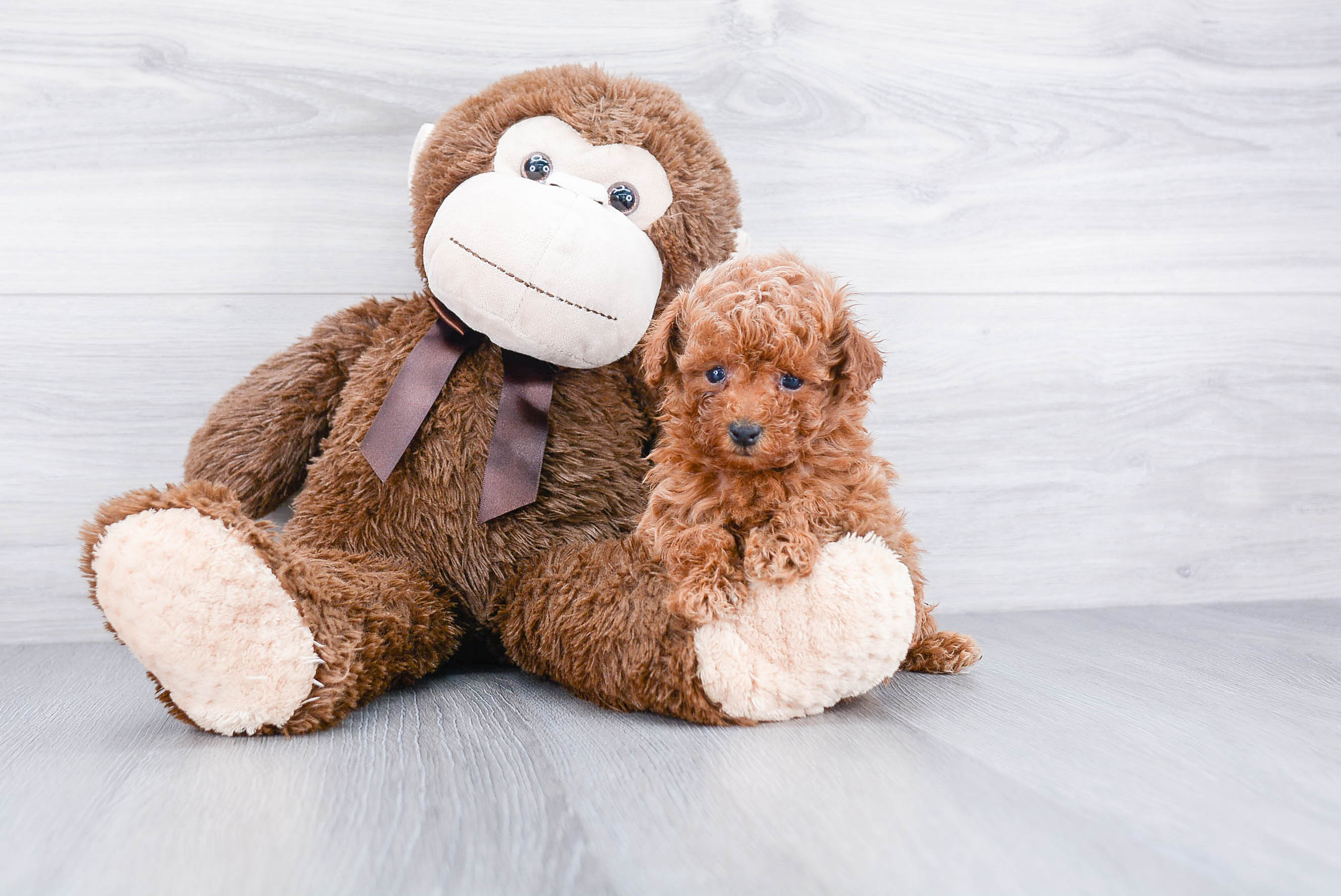 Best Maltipoo Baby