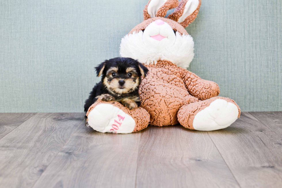 Little Yorkie Designer Puppy