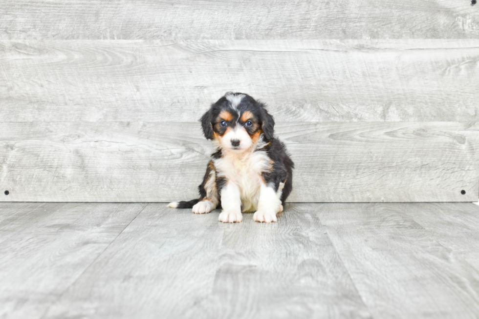 Popular Mini Bernedoodle Poodle Mix Pup