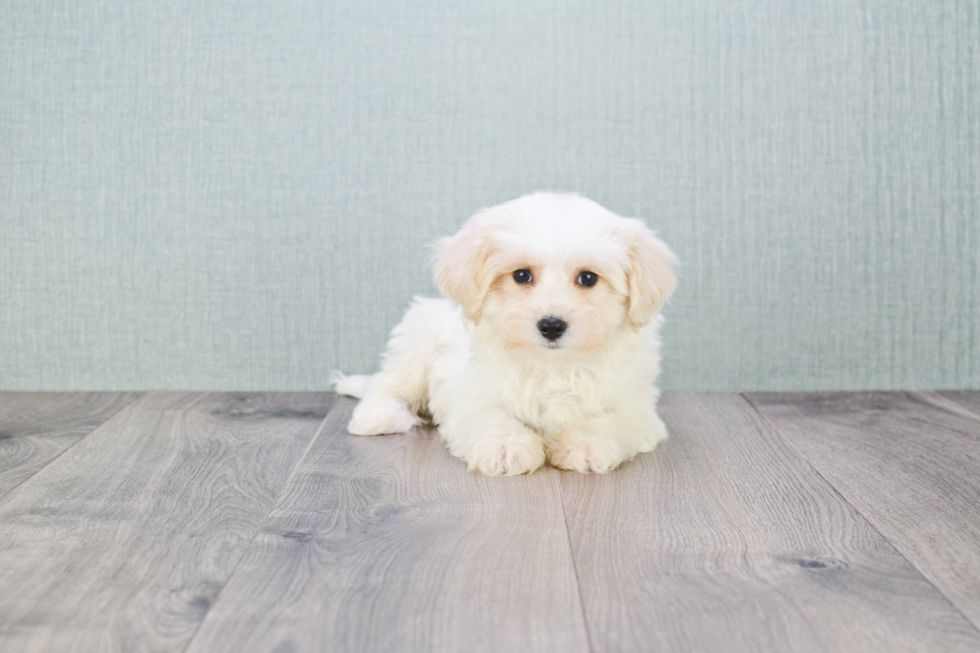 Smart Cavachon Designer Pup