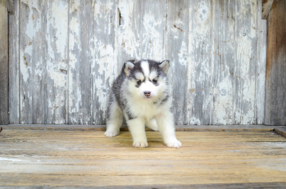 Friendly Pomsky Baby