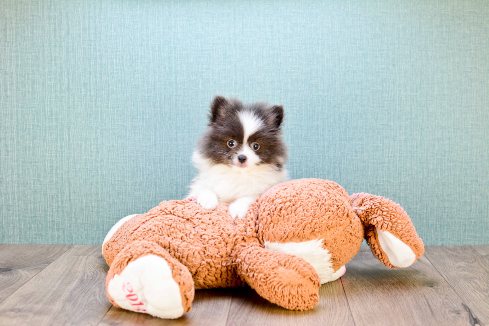 Petite Pomeranian Purebred Puppy