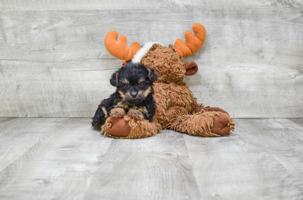 Cute Yorkie Poo Baby