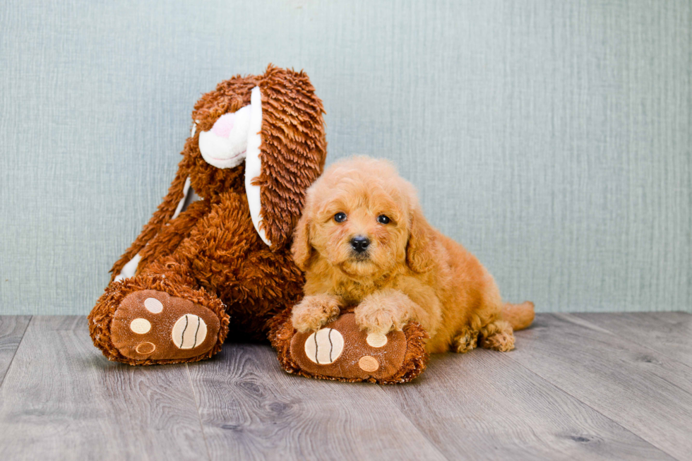 Mini Goldendoodle Puppy for Adoption