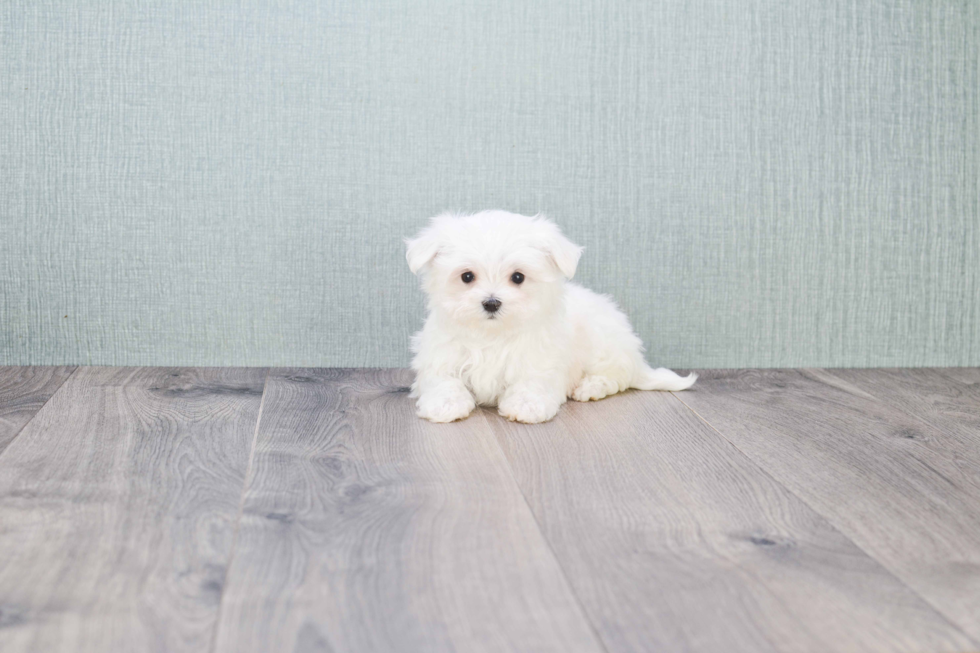 Energetic Maltese Purebred Puppy