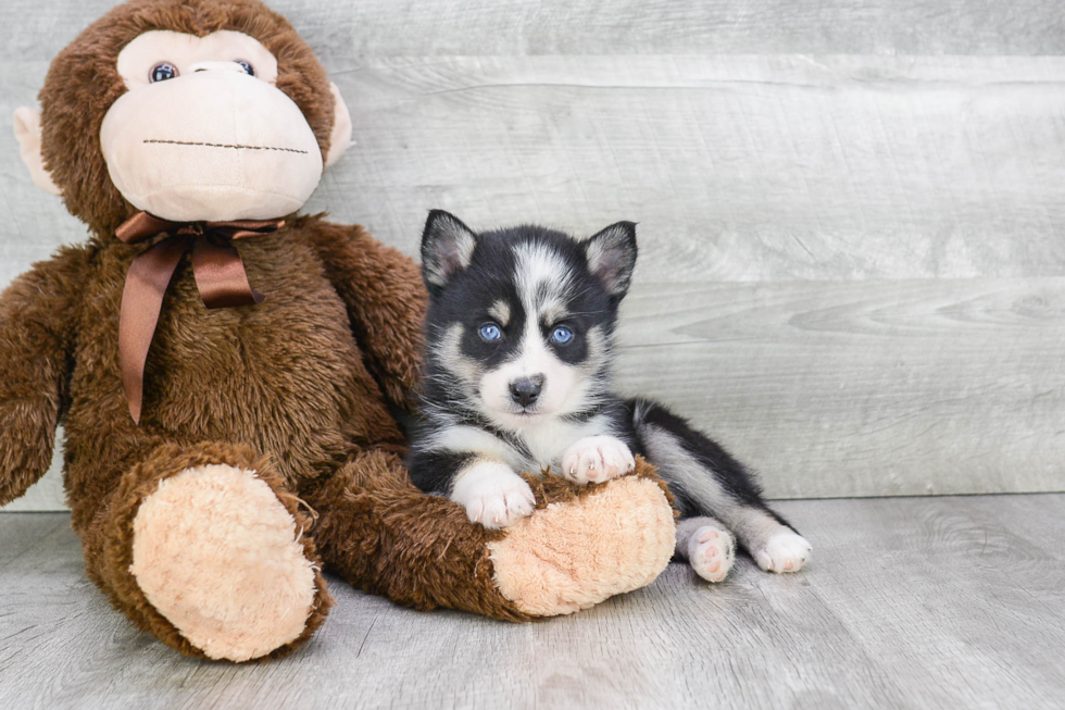 Best Pomsky Baby