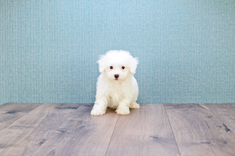 Hypoallergenic Bichon Frise Baby