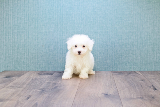 Hypoallergenic Bichon Frise Baby