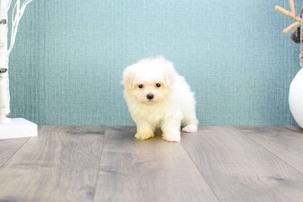 Maltese Puppy for Adoption