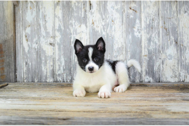 Petite Pomsky Designer Pup