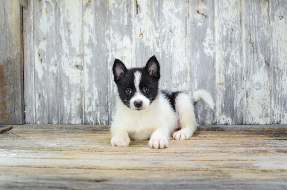 Petite Pomsky Designer Pup