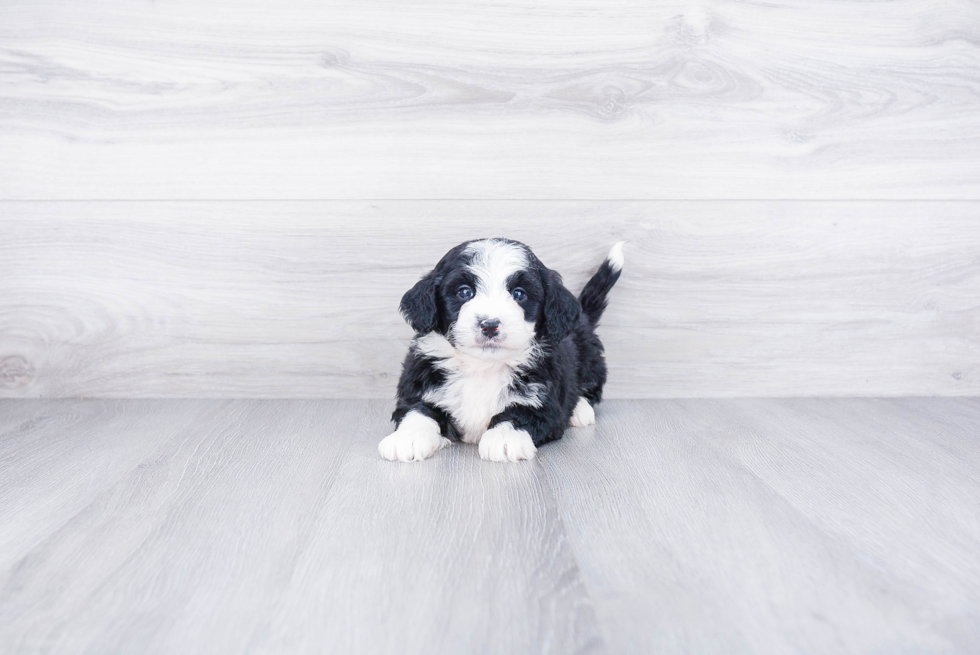 Mini Bernedoodle Pup Being Cute