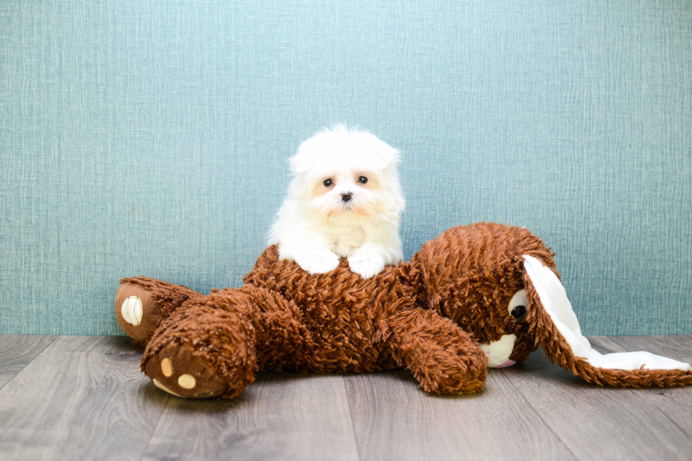 Akc Registered Maltese Purebred Pup