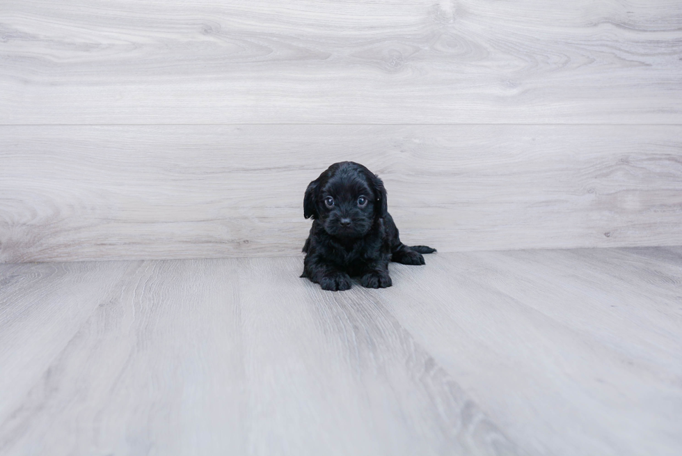 Little Cavoodle Poodle Mix Puppy