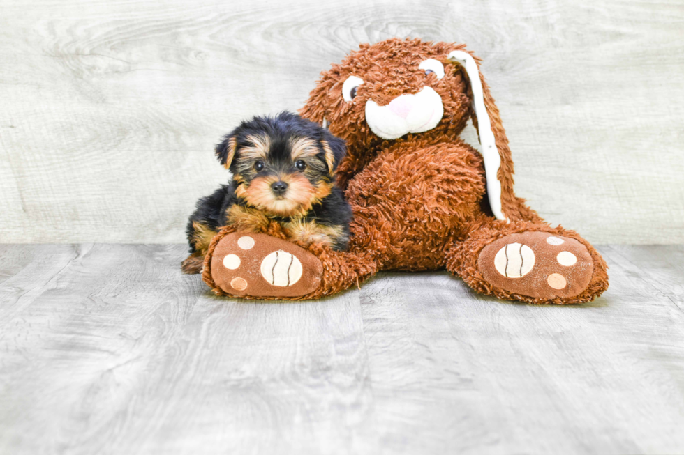 Meet Twinkle - our Yorkshire Terrier Puppy Photo 