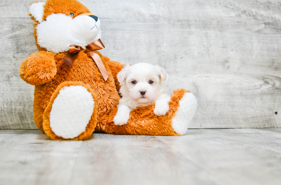 Popular Teddy Bear Designer Pup