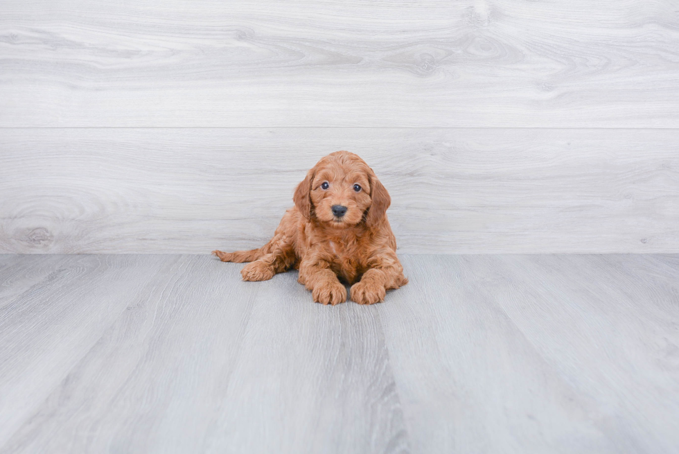 Cockapoo Puppy for Adoption