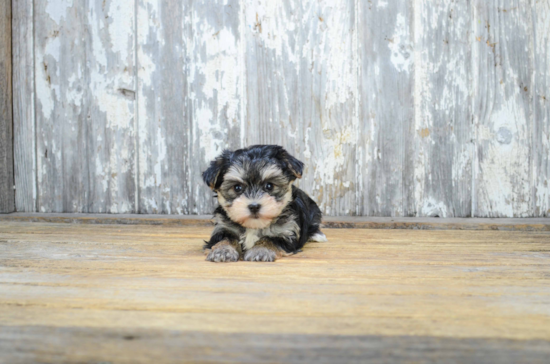 Morkie Pup Being Cute