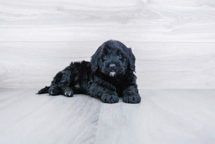 Mini Goldendoodle Pup Being Cute