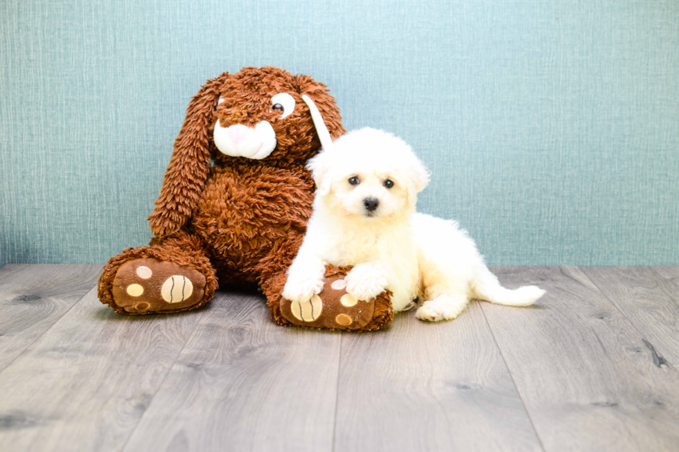 Bichon Frise Pup Being Cute