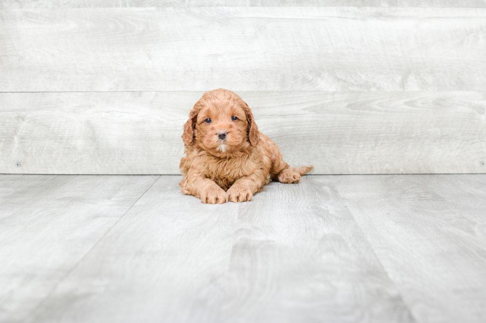 Best Cockapoo Baby