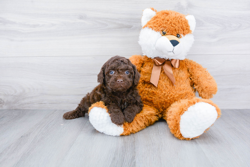 Best Cockapoo Baby