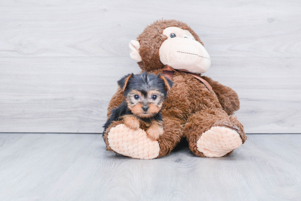 Meet Rebecca - our Yorkshire Terrier Puppy Photo 