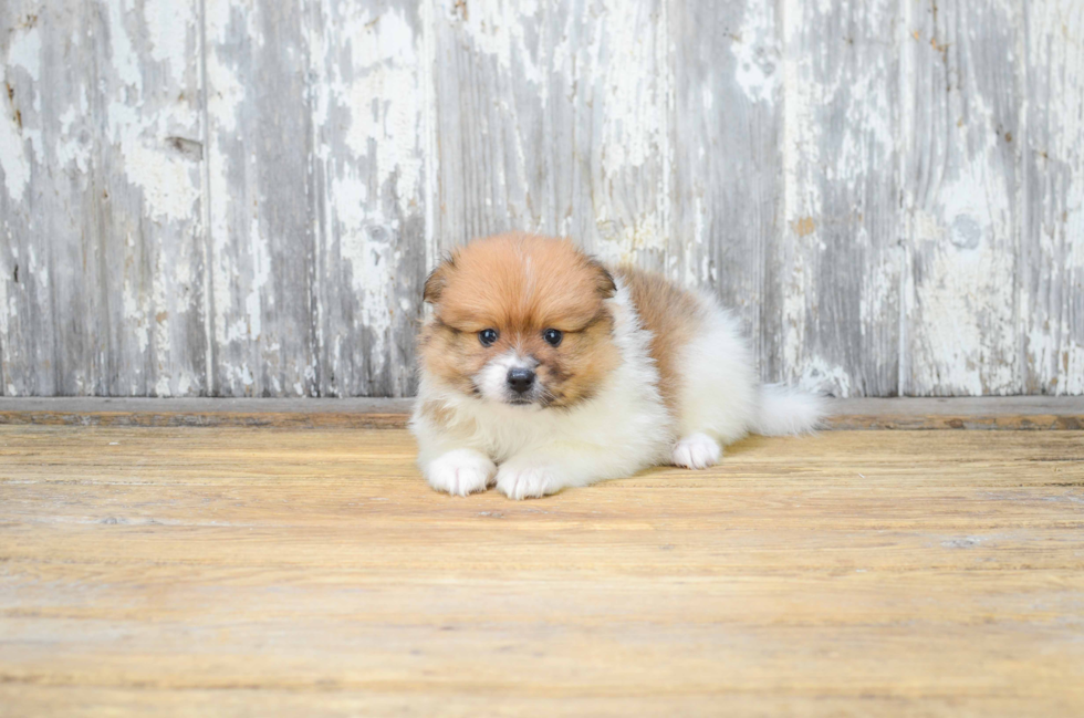 Sweet Pomeranian Purebred Puppy