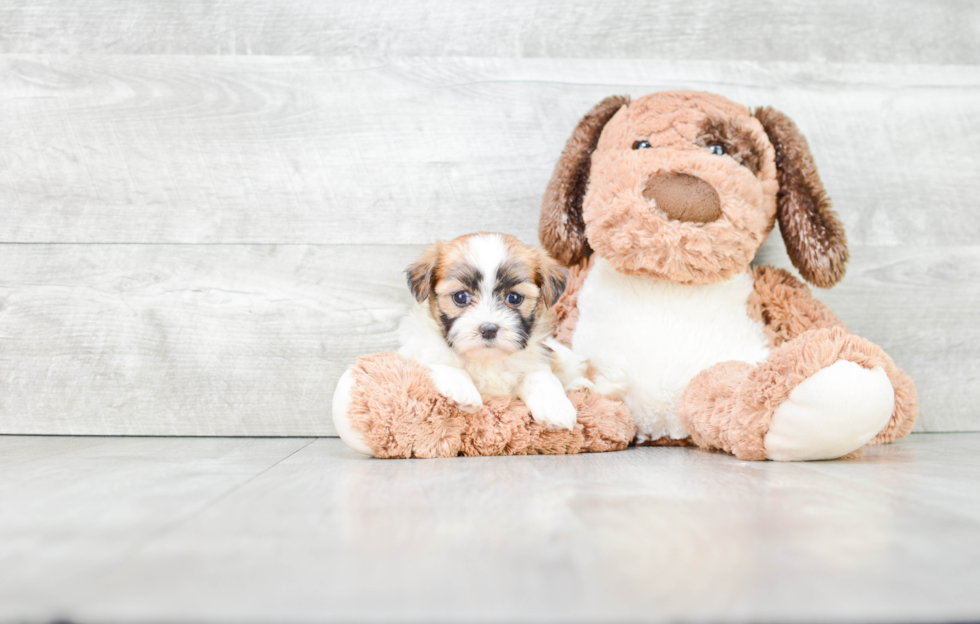 Fluffy Teddy Bear Designer Pup