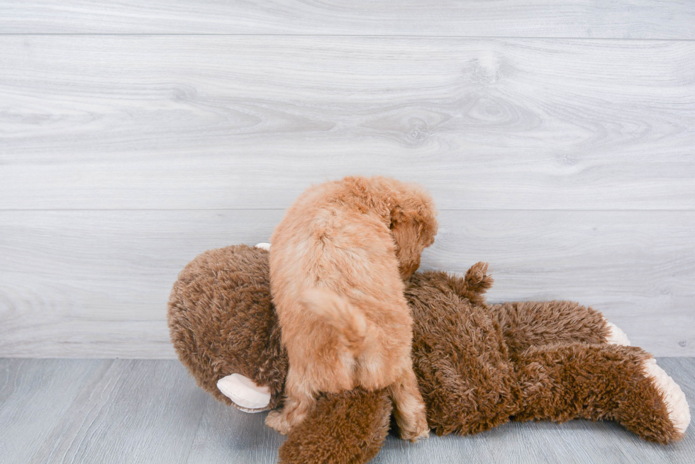 Best Mini Goldendoodle Baby