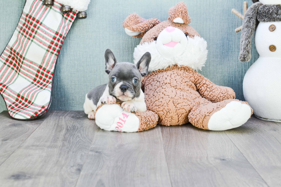 French Bulldog Pup Being Cute