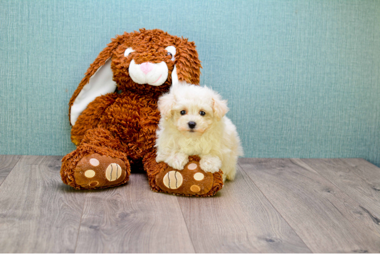 Best Maltipoo Baby