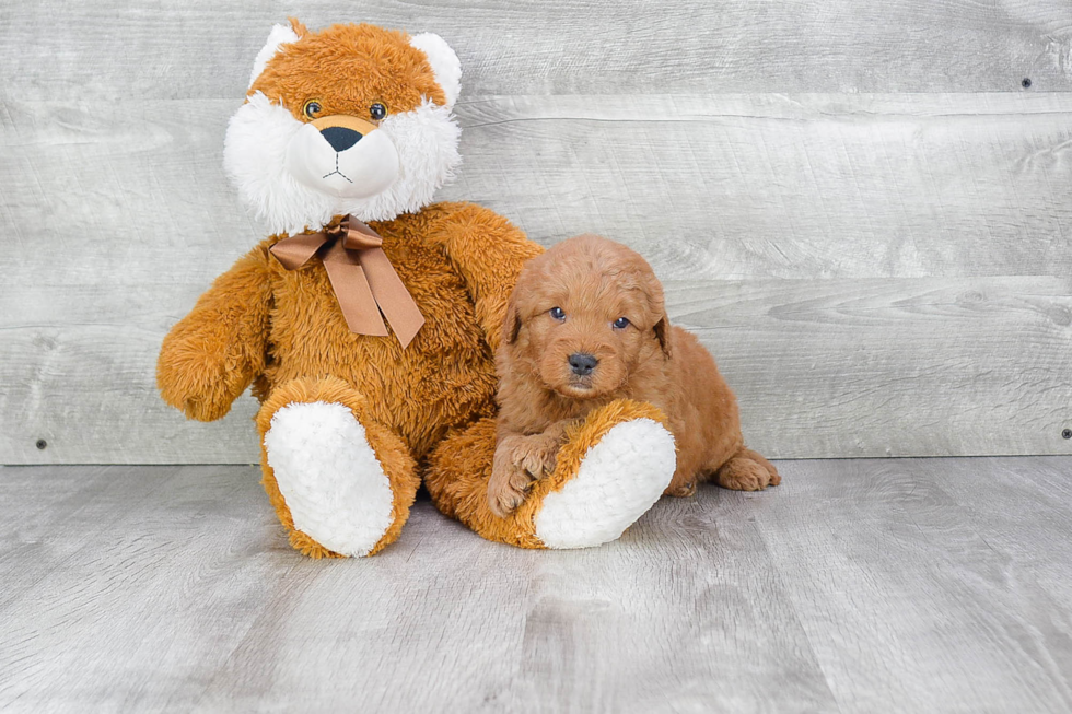 Little Golden Retriever Poodle Mix Puppy