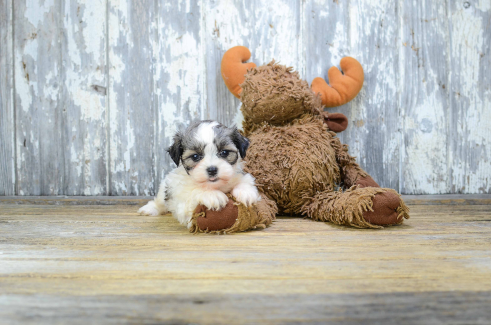 Smart Teddy Bear Designer Pup