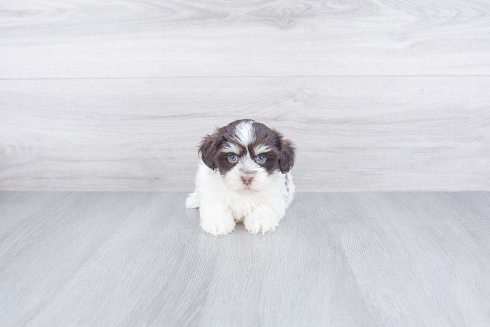 Havanese Puppy for Adoption