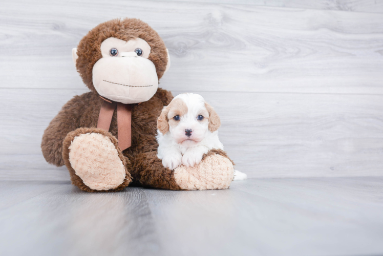 Cavachon Pup Being Cute