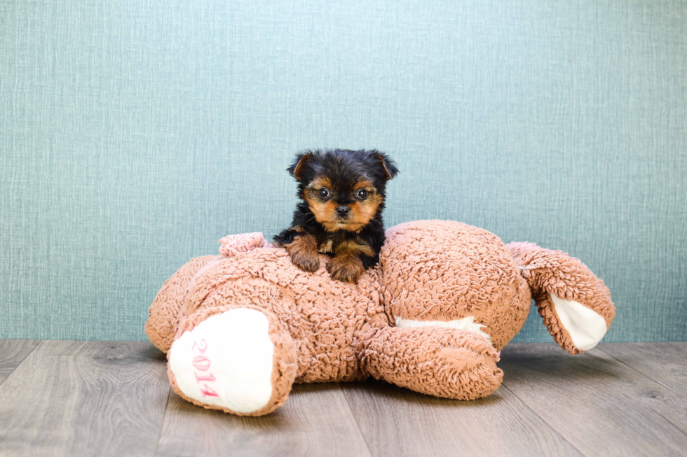 Meet Rascal - our Yorkshire Terrier Puppy Photo 