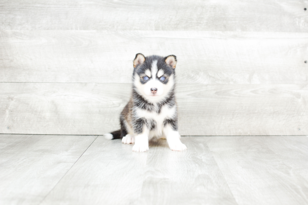 Funny Pomsky Designer Pup