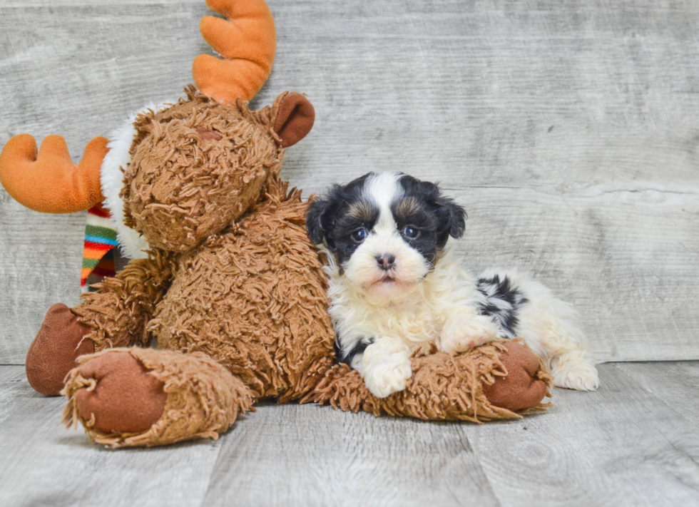 Playful Shichon Designer Puppy